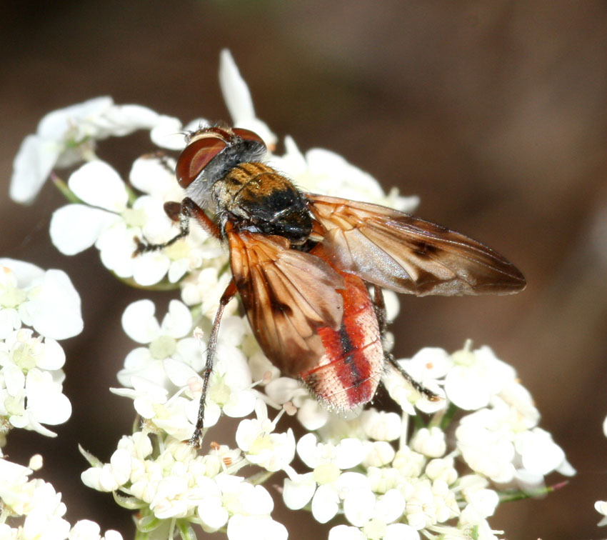Ectophasia oblonga